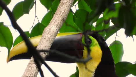 extreme closeup of chestnut mandibled toucan looking around as it sits in the tree , head shot