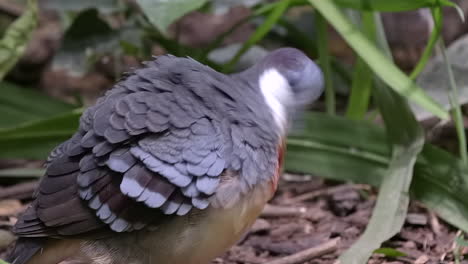 Close-up-of-Luzon-bleeding-heart-grooming-itself