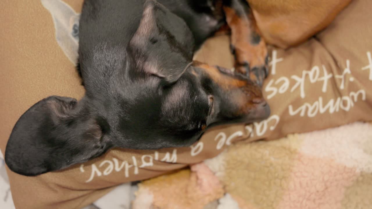 A calm black and tan Dachshund rests comfortably on a soft pillow on a couch, enjoying a relaxing moment indoors