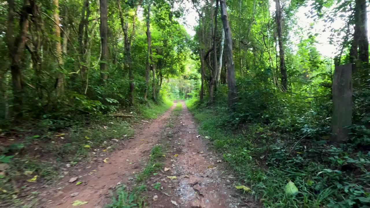 푸른 숲을 가로질러 가는 길