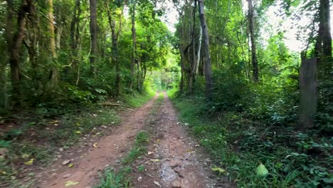 dirt road through lush, green forest scenery