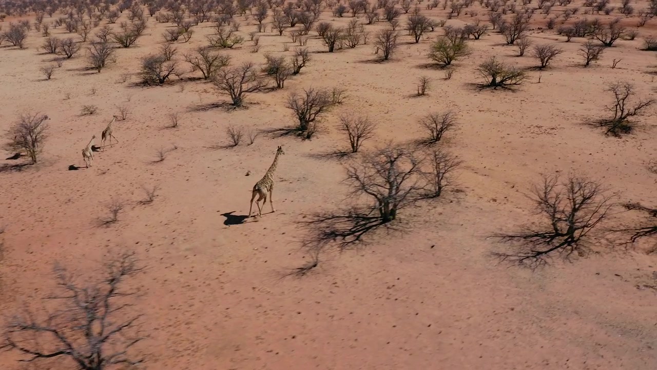 Drone seuraa kirahvilaumaa juoksemassa punaisella kuivalla maaperällä, Etoshan kansallispuistossa, Namibiassa. Harvoja lehdettömiä puita, kirkas aurinkoinen päivä. Ilmakuvaa villieläimistä.