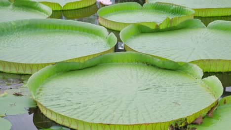 huge blooming lotus leaves victoria water lily floating on pond surface beautiful tropical nature large leaves of victoria amazonian huge blooming lotus leaves victoria water lily floating on pond surface beautiful tropical nature