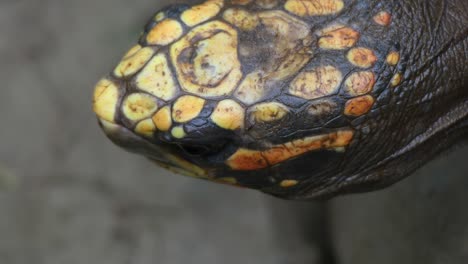 sulcata tortoise head close up