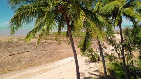 Aerial-view-over-palm-trees,-revealing-a-paradise-beach,-in-sunny-Clairview,-Australia---rising,-drone-shot