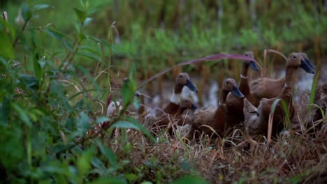 slow motion shot showing flock of ducks crossing rice field in asia,close up