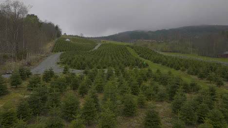 Volar-Sobre-Abetos-Que-Crecen-En-Una-Pequeña-Plantación-Con-Cielo-Brumoso-En-Noruega