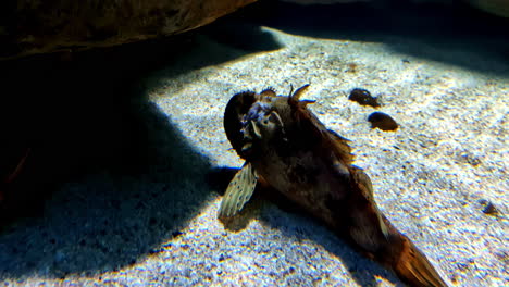 black scorpionfish aquatic fish species underwater strange sea creatures