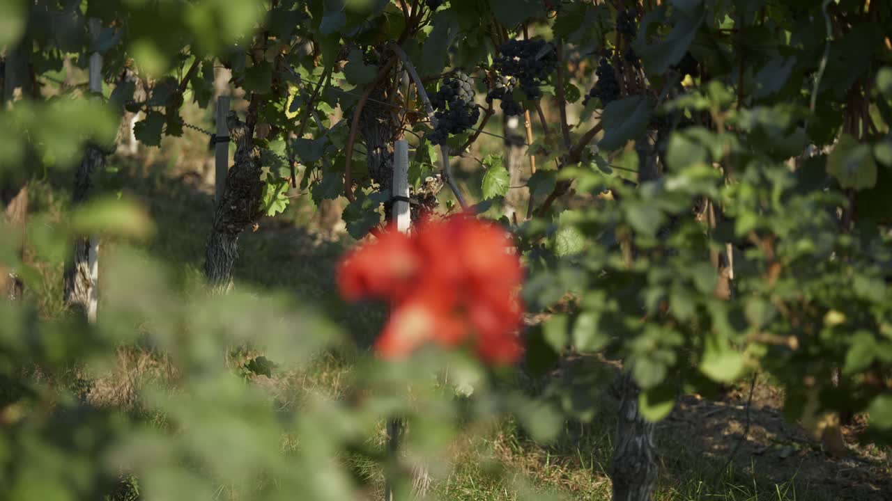 rosa de jardín roja que florece en el viñedo con uvas listas para la cosecha - enfoque en rack