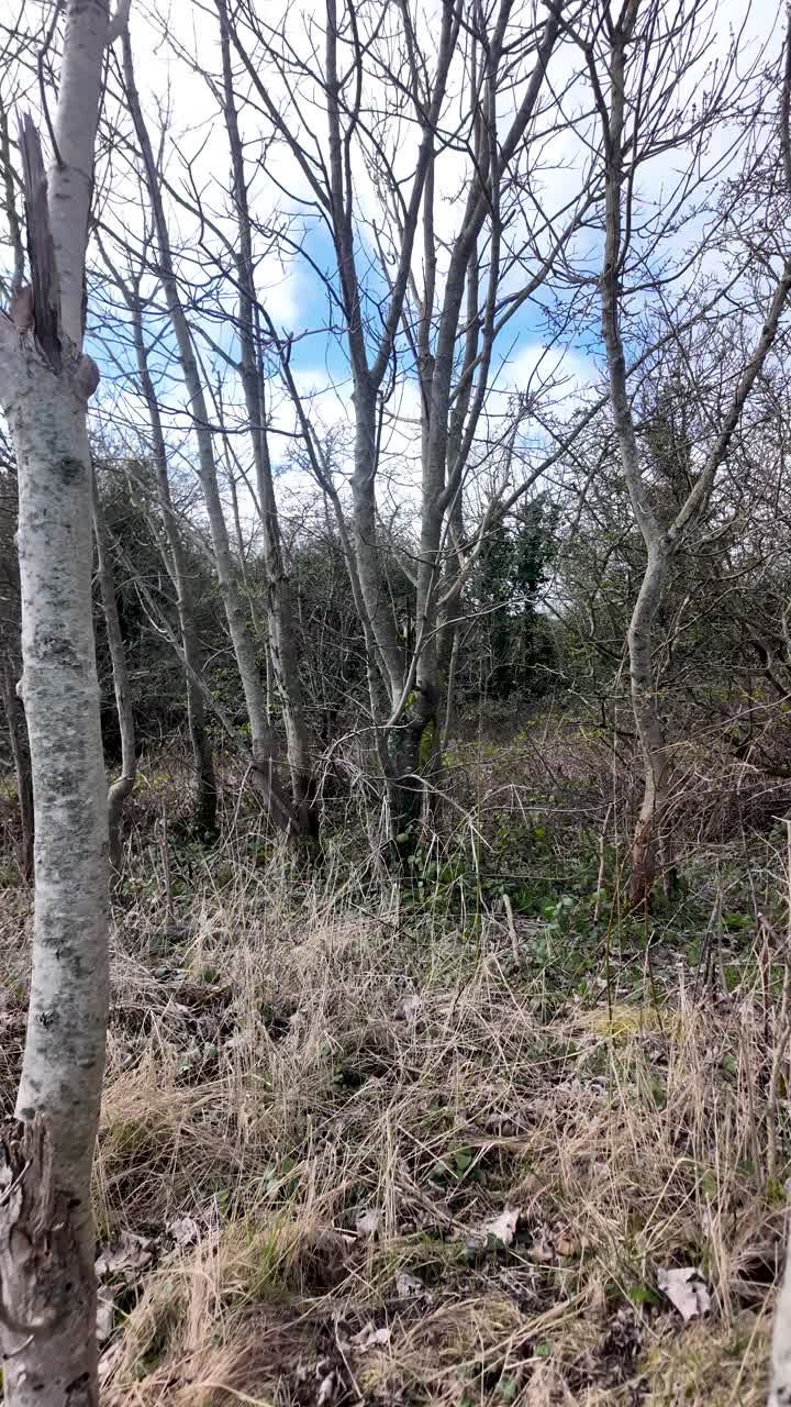 Alberi spogli e sottobosco secco formano una scena forestale austera e tranquilla sotto un cielo azzurro brillante. Video verticale, ripresa in avanti
