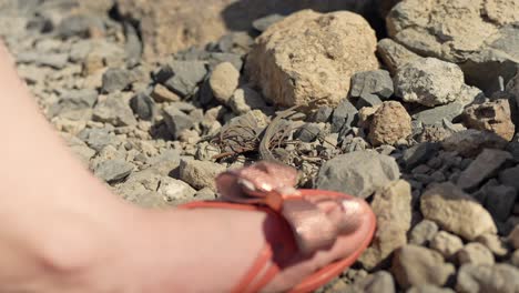 Close-up-of-curious-lizard-Gallotia-intermedia-female-crawling-around-human-foot