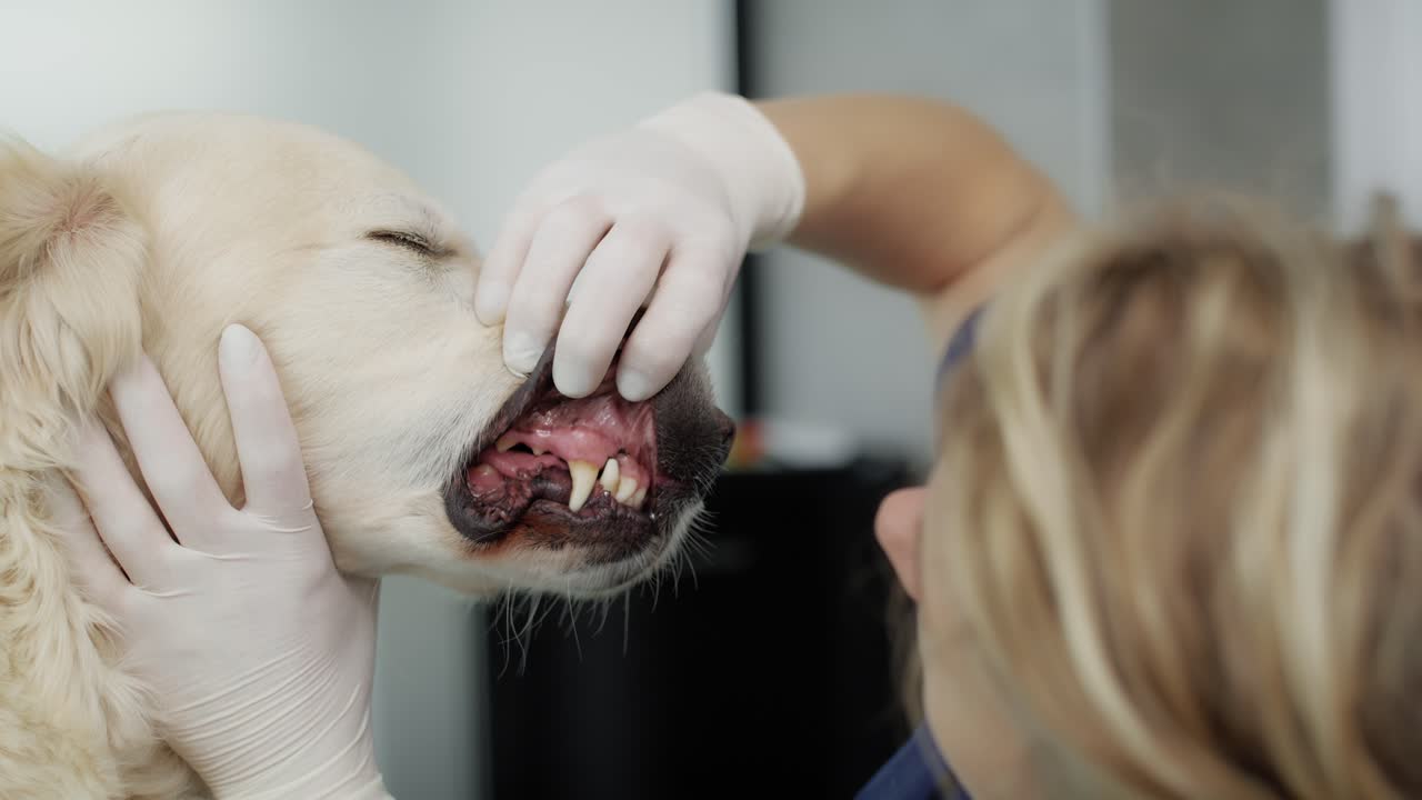 Examining dog's dental health at vet's office.