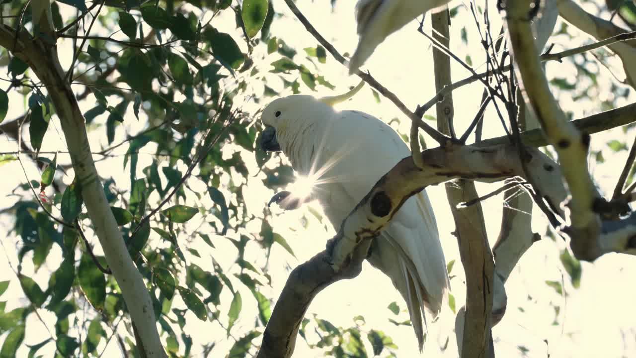Sulphur-crested Cockatoo Bird Perching On A Tree Branch During Sunrise. Low Angle Shot