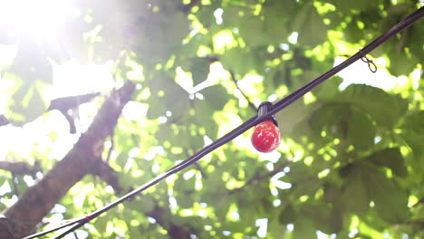 una bombilla de luz roja decorativa colgada en un árbol exuberante con rayos de sol brillando a través de ella en el verano