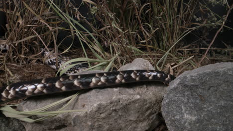 brazilian smooth snake false water cobra slithering on rocks