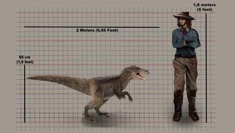 Realistische-Animation-Von-Velociraptor-Und-Mensch-Im-Größenvergleich---Kleiner-Dromaeosaurier-Dinosaurier