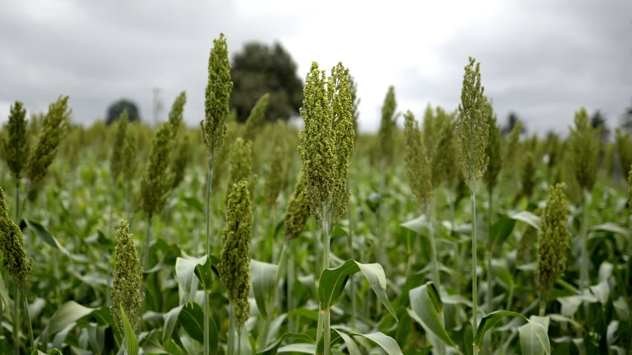 Millet plant cultivation, Sorghum Plantation industry. Field of Sweet Sorghum stalk and seeds. Millet field. Agriculture field of sorghum, named also Durra, Milo, or Jowari. Healthy nutrients