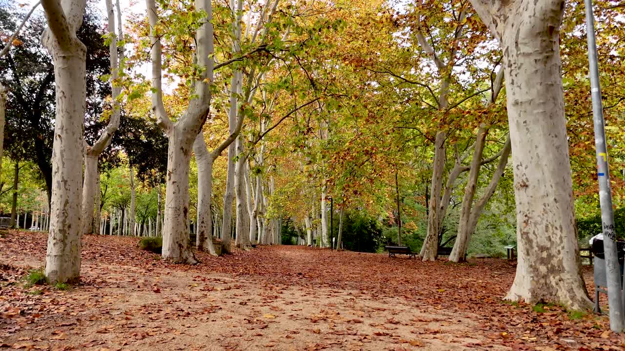 Autumn Path in a Park