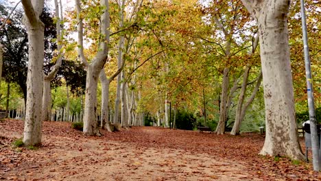 autumn path in a park