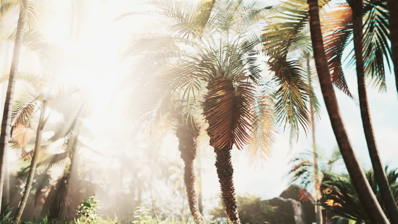 тропический лес с растениями и деревьями на солнечном свете