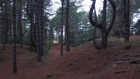 Aerial-Drone-Shot-Flying-Through-Tall-Pine-Woodland-Forest-on-Bright-Day-UK