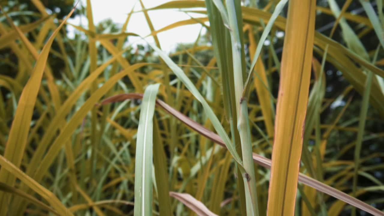 árboles verdes en hawaii sol verde deliciosas plantas tropicales