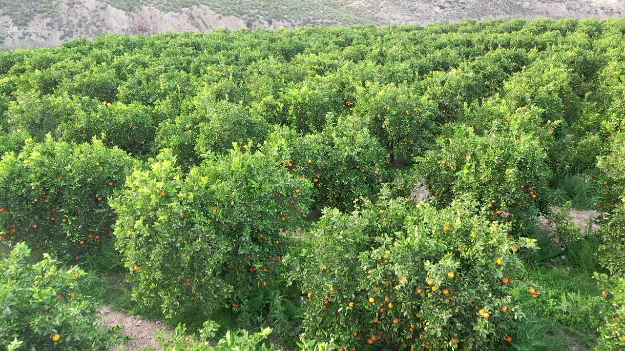 mediterranean orange grove shot with drone footage