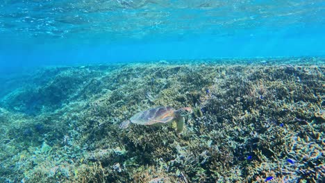 Primer-Plano-De-Una-Tortuga-Marina-Verde-Flotando-Bajo-El-Mar-Azul-Tropical