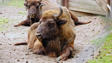 deux bisons européens endormis allongés sur le sol se reposant au parc animalier