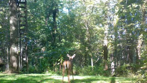 Two-female-white-tail-deer-cautiously-grazing-in-clearing-in-the-woods-in-early-autumn-in-the-Midwest