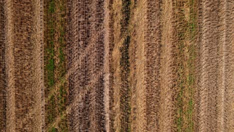 Hare-runs-away-on-cultivated-agricultural-field,-aerial-view