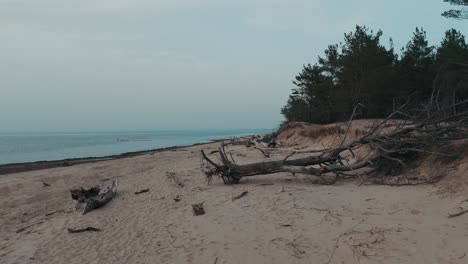 Aerial-Shot-Gauja-River-Flows-Into-the-Baltic-Sea-Gulf-of-Riga,-Latvia-Broken-Pines-After-Storm-and-Washed-Up-Shore