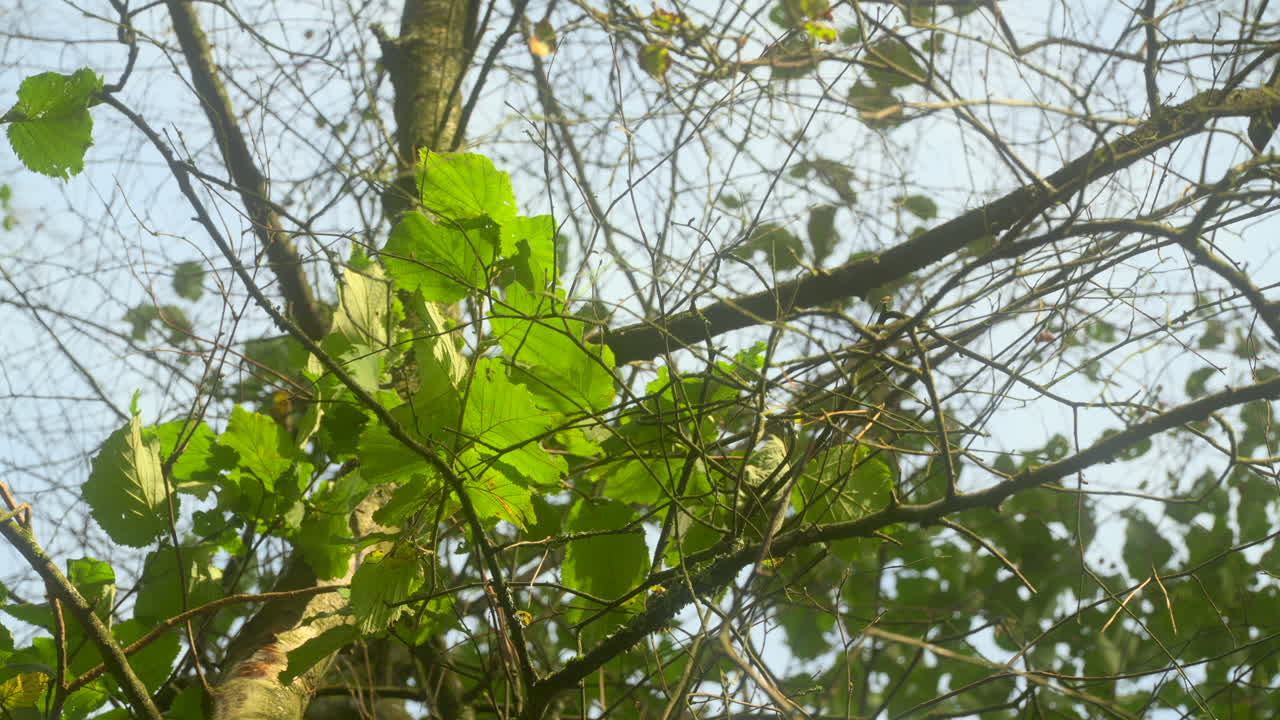Beech tree leaves moving gently in the breeze against bright summer sky with slow pan