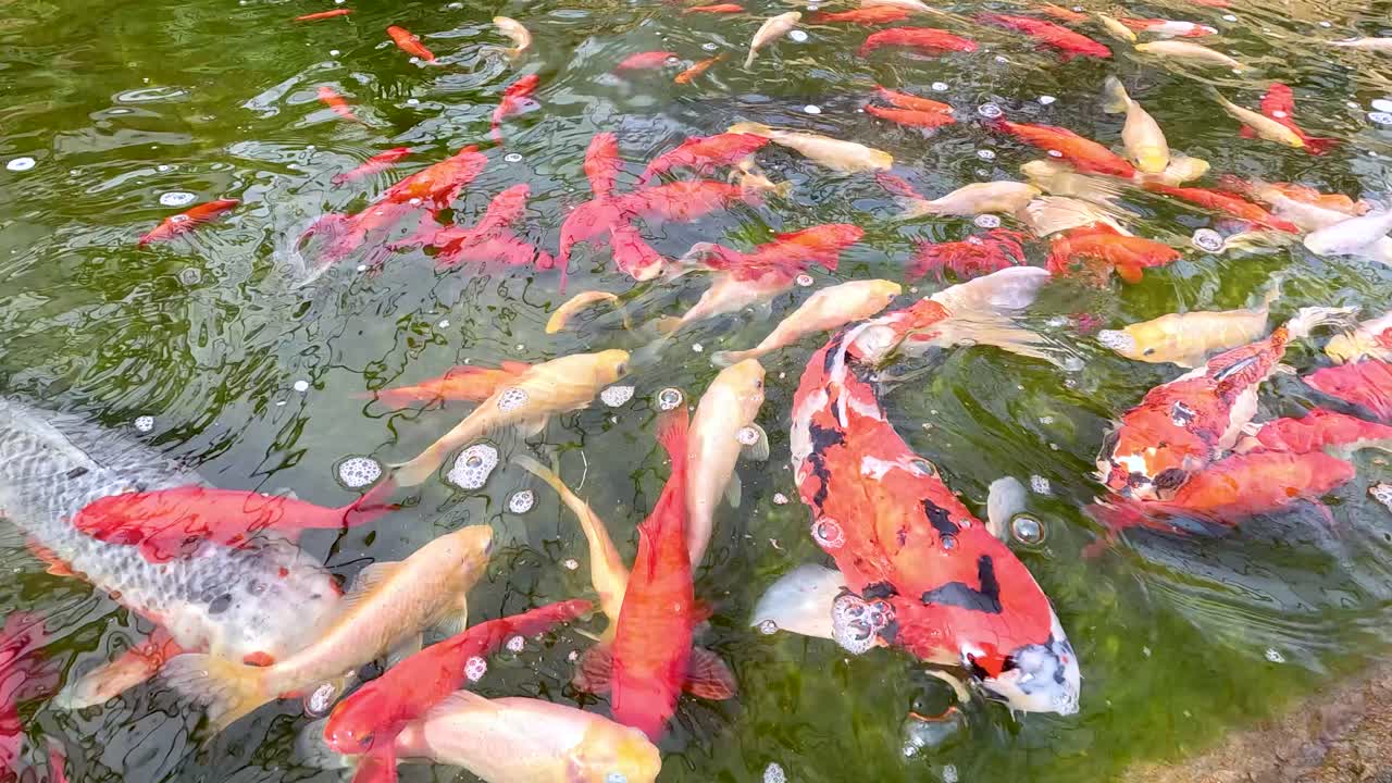A vibrant group of koi fish swim energetically at the water’s surface in a sunlit outdoor pond, captured with gentle camera movement and natural lighting