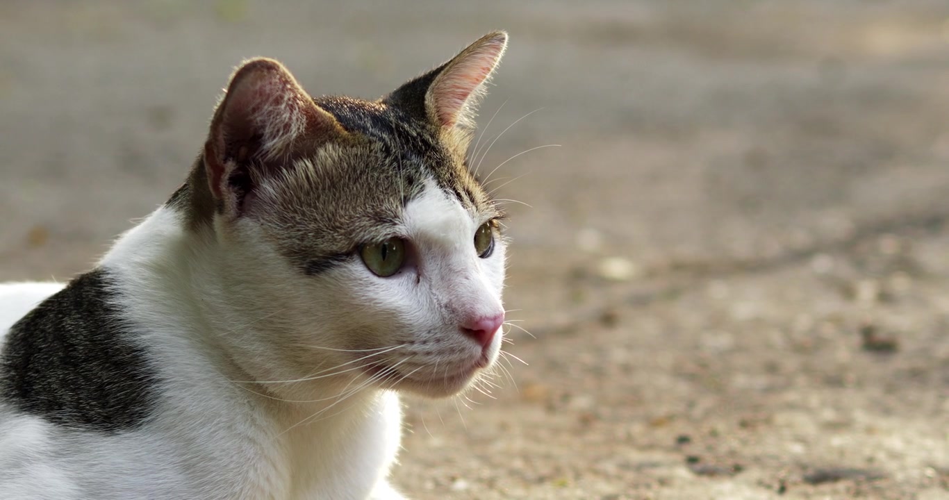 Un gatto curioso osserva pensieroso l'ambiente circostante, mostrando la sua natura giocosa.