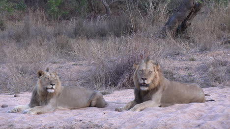 Dos-Leones-Machos-Descansando-En-La-Sabana-Africana