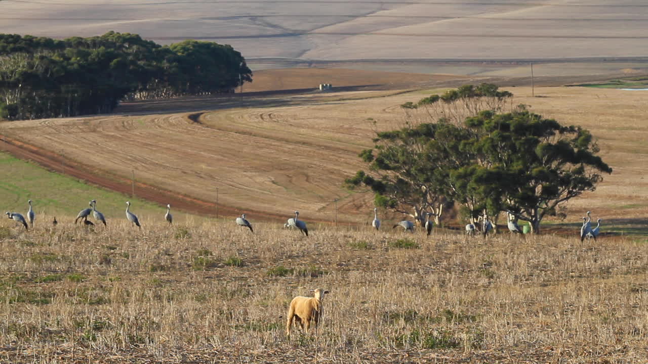 서부 케이프의 밀밭