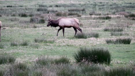 Roosevelt-Olympic-Bull-Elk-Zu-Fuß-Durch-Ein-Feld-In-Richtung-Weiterer-Bullen