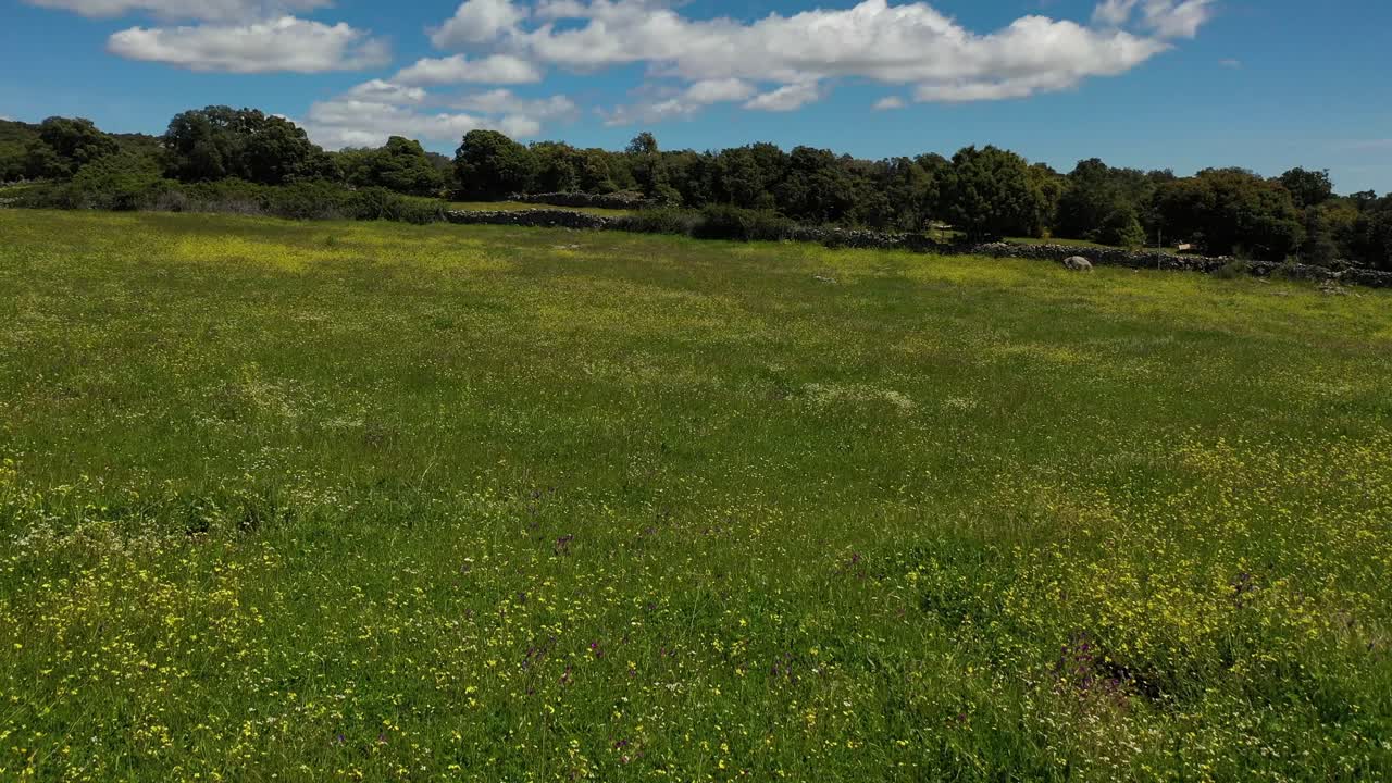 vuelo bajo con un dron en una granja rural llena de flores blancas y amarillas comenzando el vuelo con una entrada a través de una pared de piedra y una morera con un fondo de árboles en toledo, españa