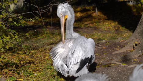 Pelican-with-bright-orange-break-cleaning-itself,-medium-shot