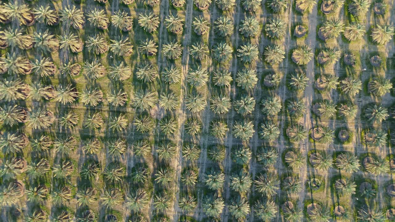 Crisp 4K overhead drone view of a symmetrical palm tree farm in Kuwait. Perfect for themes of agriculture, climate, nature, structure, or visual storytelling.