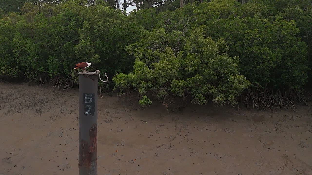 White-bellied sea eagle eats seafood perched on steel ocean piling