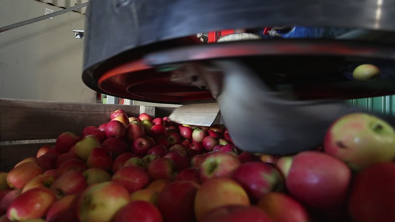 Apples in food production facility drop into large wooden hopper bin