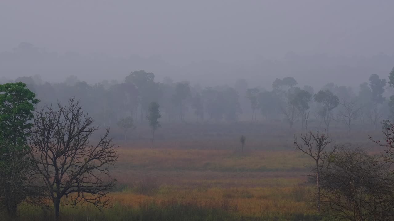 여름 동안 초원이 건조하고 약간의 안개로 뒤덮인 아침 시나리오, 태국 phu khiao 야생 동물 보호 구역의 thung kamang