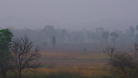 Escenario-Matutino-Cuando-La-Pradera-Está-Seca-Durante-El-Verano-Cubierta-Con-Algo-De-Niebla,-Thung-Kamang-En-El-Santuario-De-Vida-Silvestre-De-Phu-Khiao-En-Tailandia