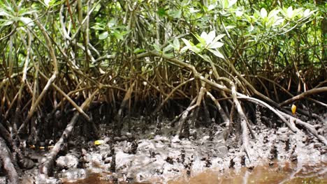 excursión al bosque de manglares en la isla de nusa lembongan cerca de bali