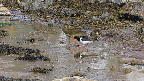 eurasian oystercatcher (haematopus ostralegus) also known as the common pied oystercatcher.