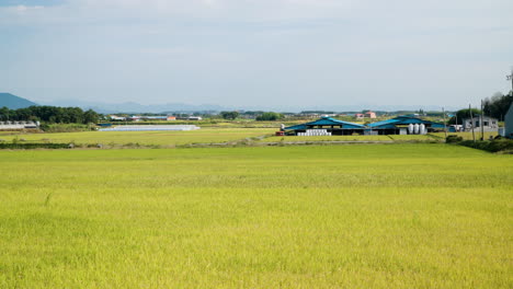 Panoramic-View-Of-Countryside-Field-With-Rice-Crops-In-Gunsan,-North-Jeolla-Province,-South-Korea