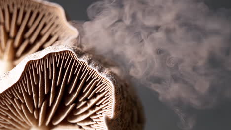 close-up of mushroom releasing spores