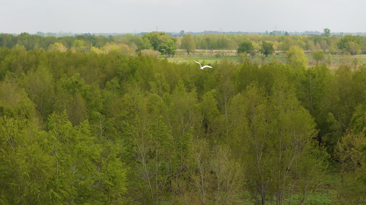Aerial footage of a White Heron flying between trees in a forest, showcasing wildlife and nature's beauty from a dynamic drone perspective